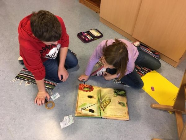 Insekten